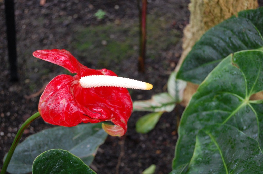 Flamingo Flower