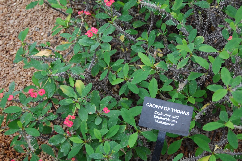 Crown of Thorns