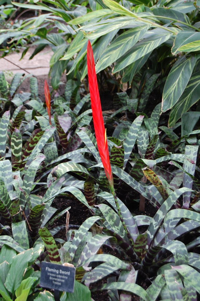 Flaming Sword Plant