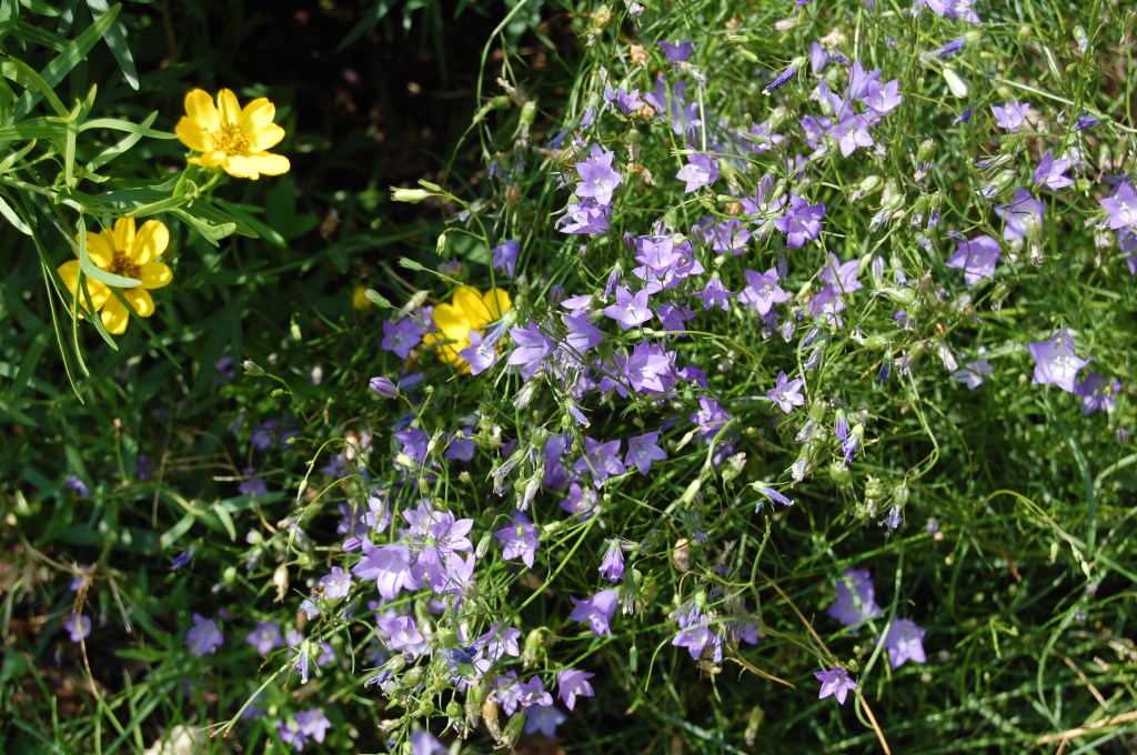 Harebell, Lanceleaf Coreopsis