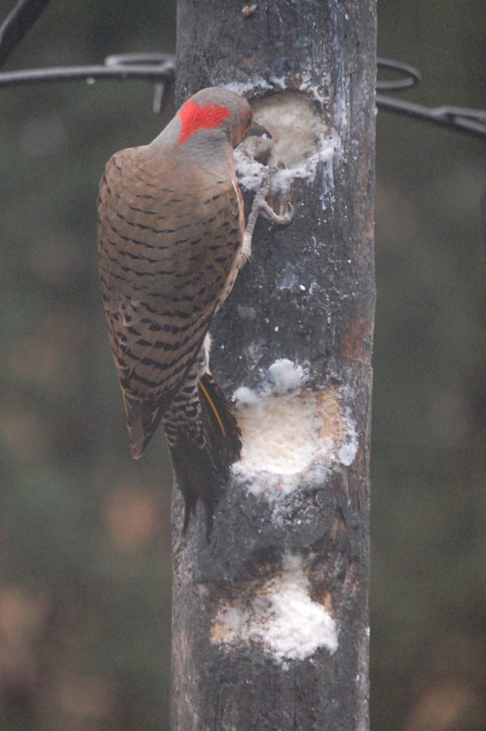 Northern Flicker