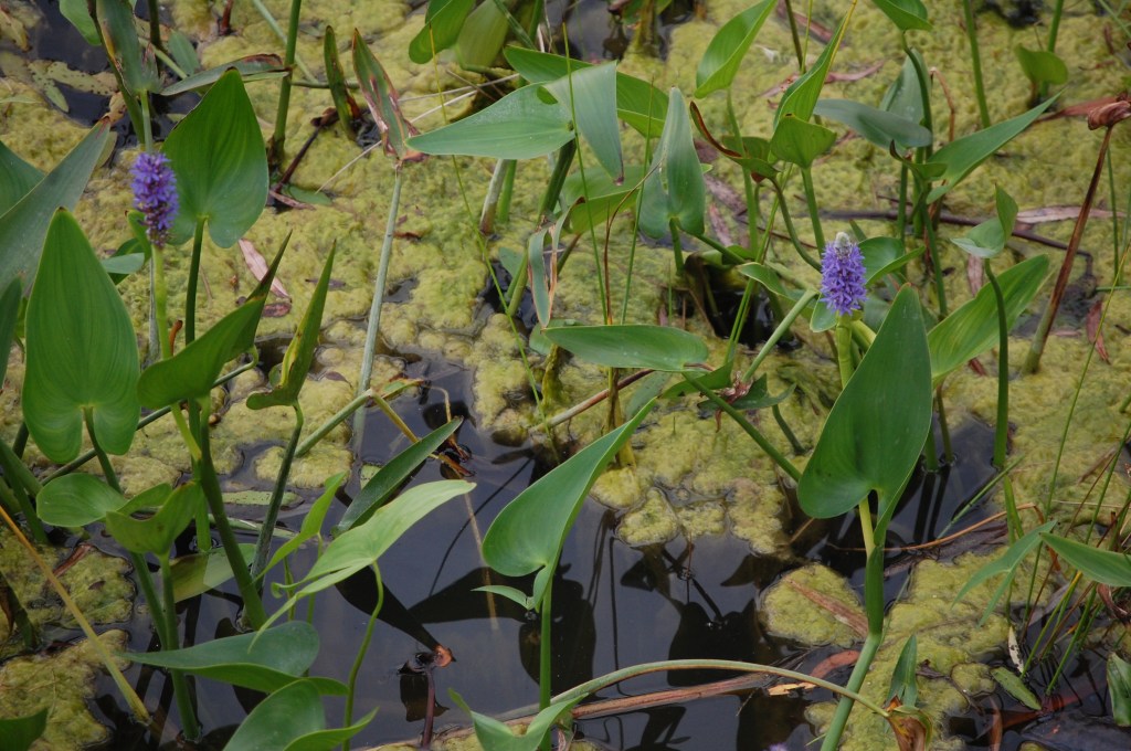 Wetland, Dixon Prairie