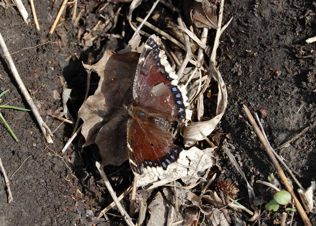 Mourning Cloak butterfly