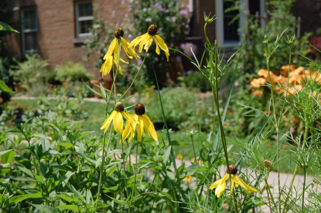yellow coneflower