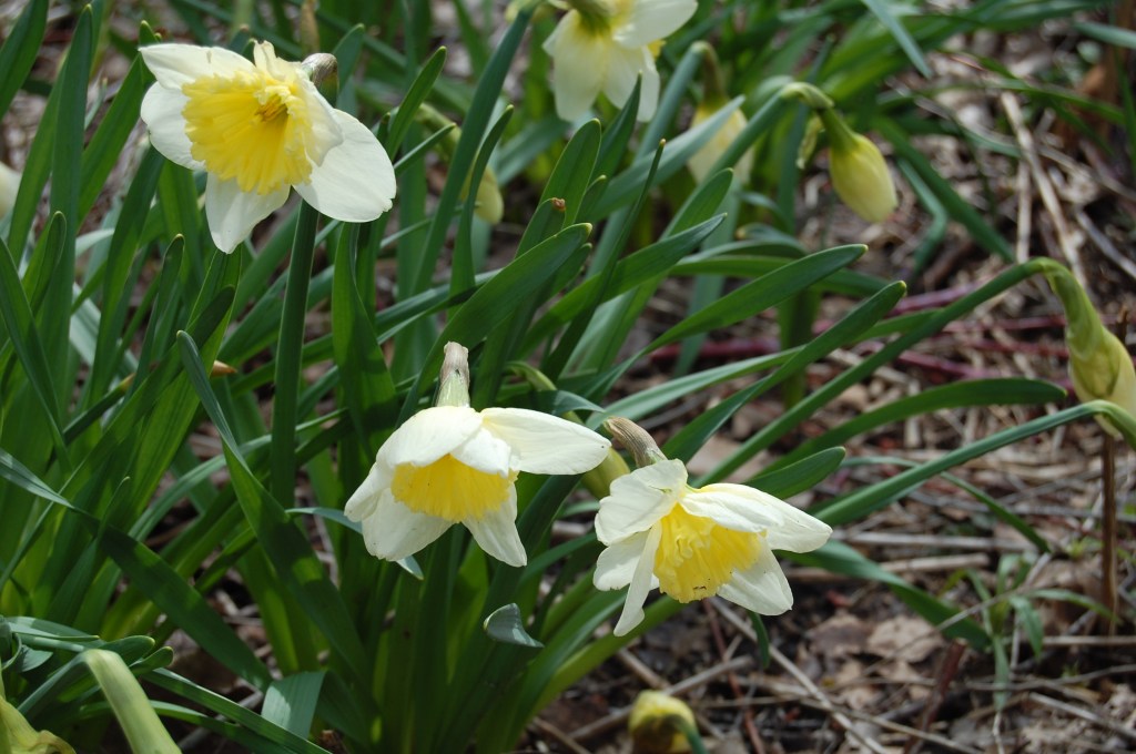daffodils