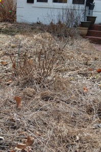 Garden Spring clean up