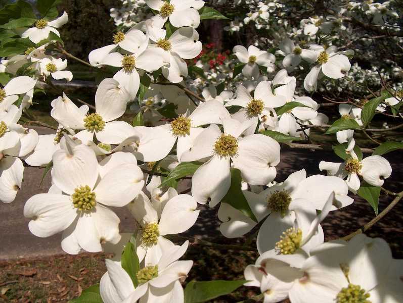Flowering Dogwood, Cornus florida