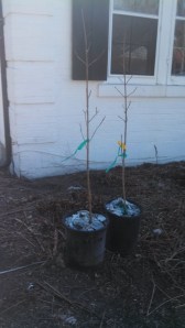 fringe trees in containers