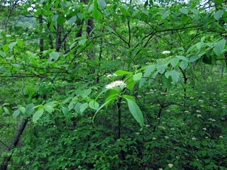 Pagoda Dogwood, Cornus alternifolia