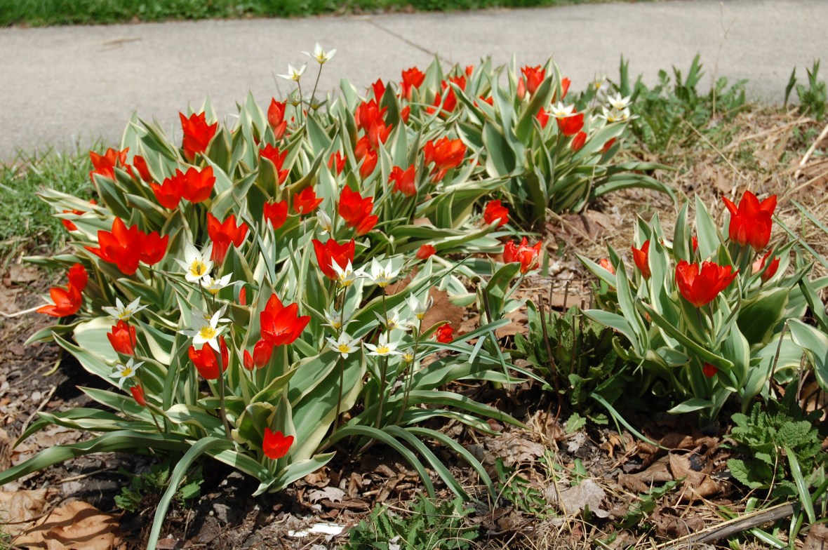 Tulipa linifolia and Tulipa turkestanica