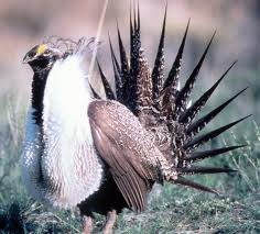 Sage Grouse