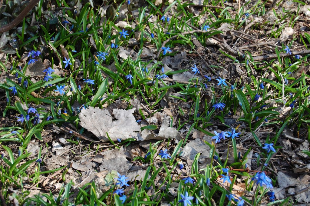 Siberian Squill