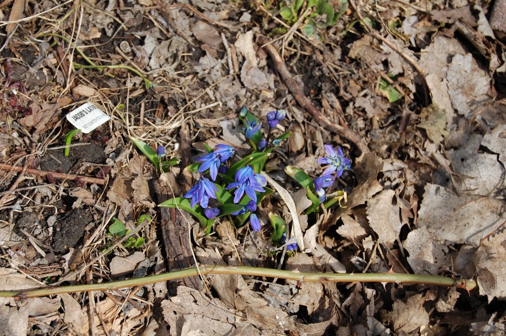 Siberian Squill