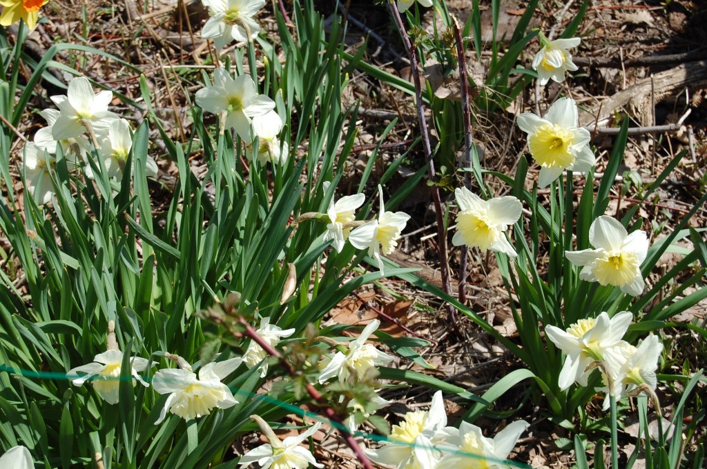 White daffodils