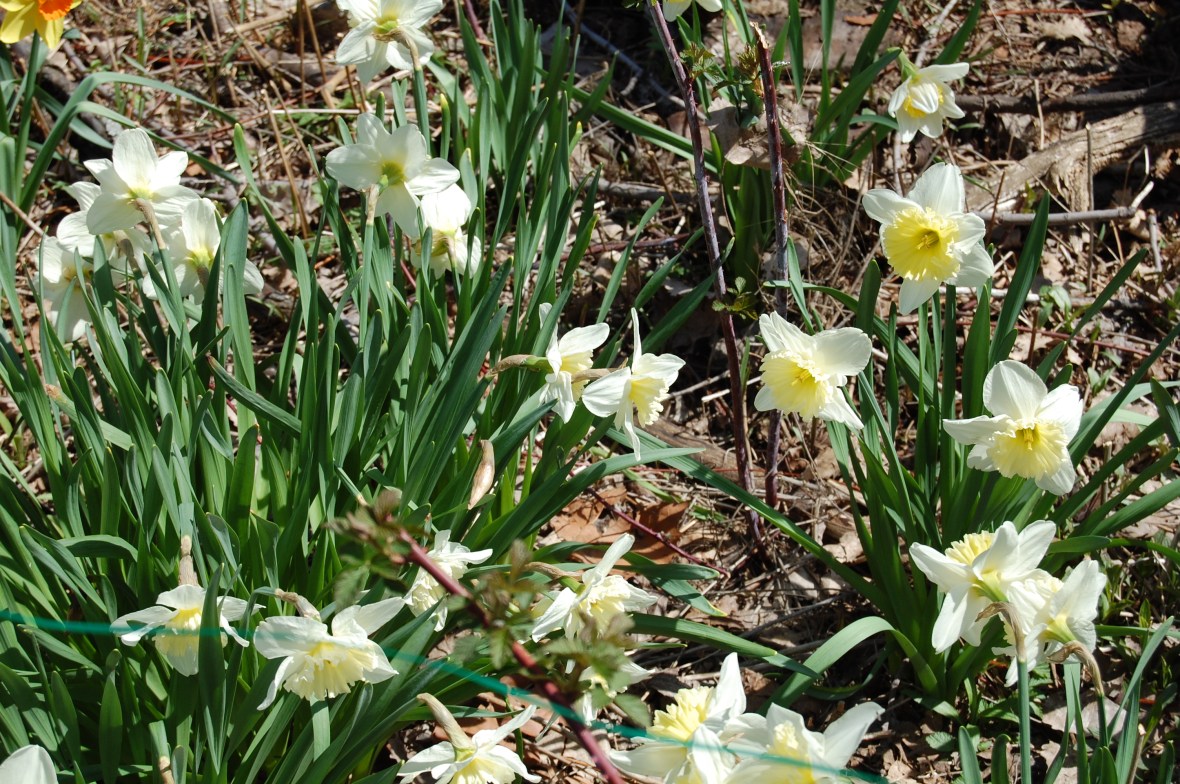 White daffodils