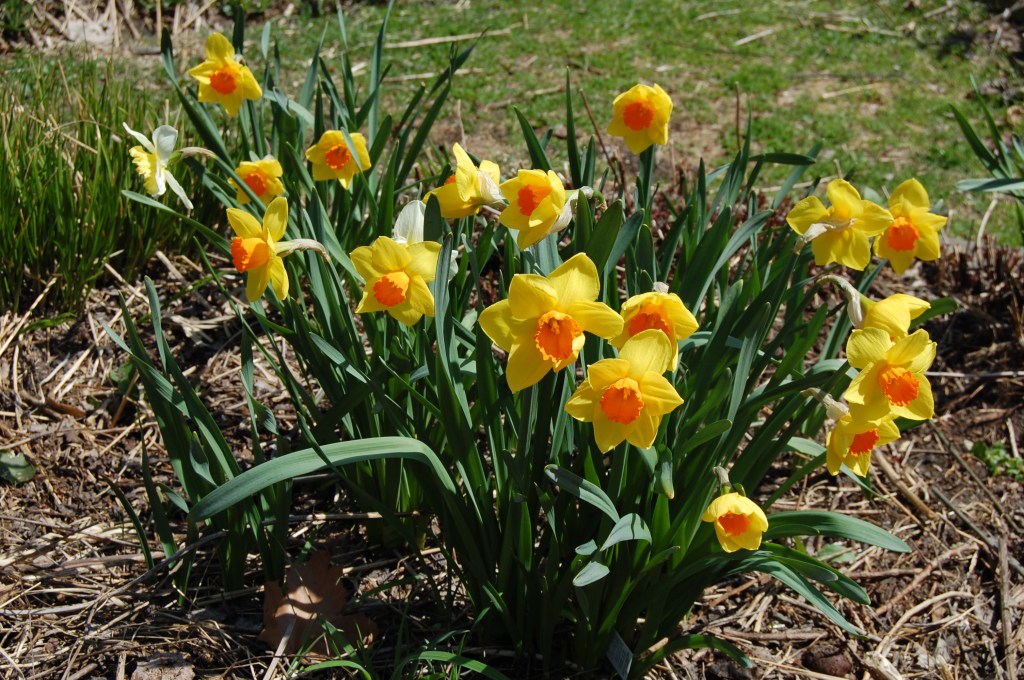 yellow daffodils