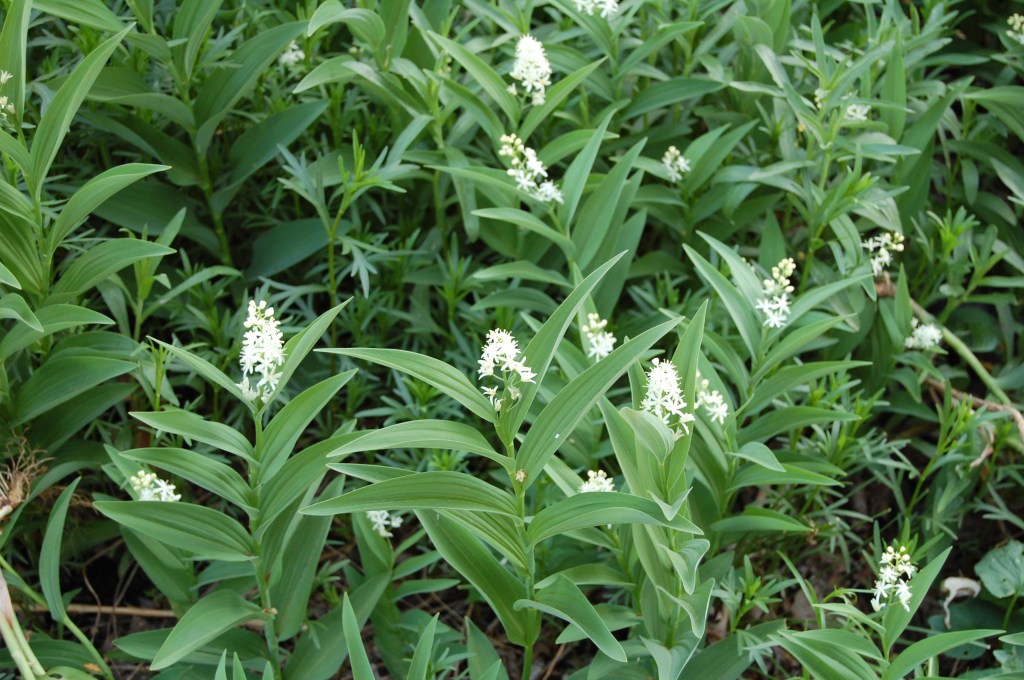 Starry False Solomon's Seal