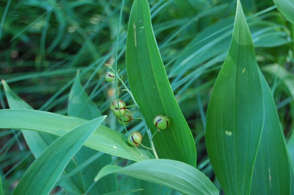 Starry False Solomon's Plume