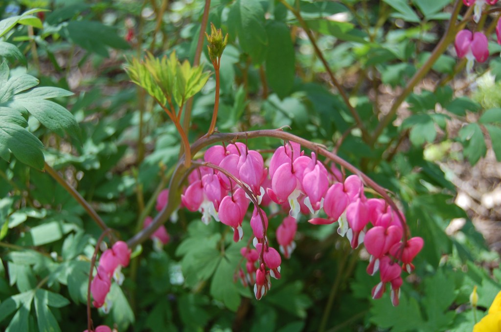 Old Fashioned Bleeding Heart