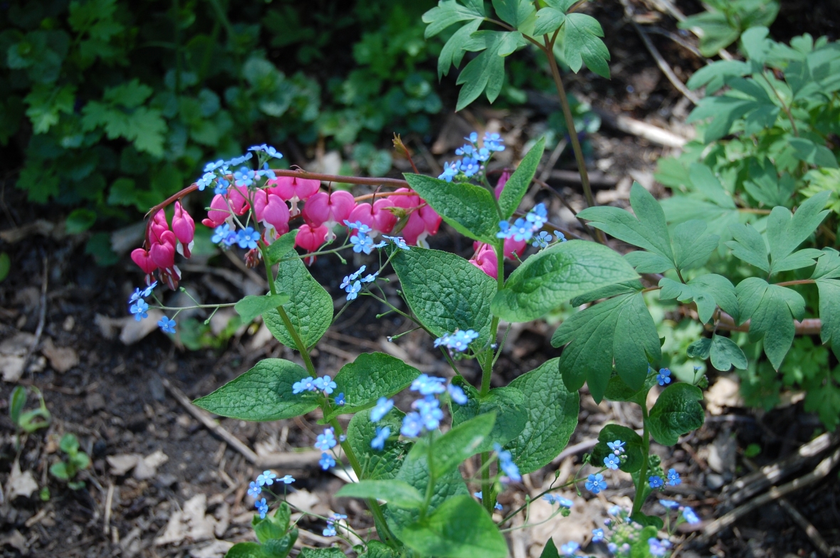 Bleeding Heart with False Forget-Me-Not