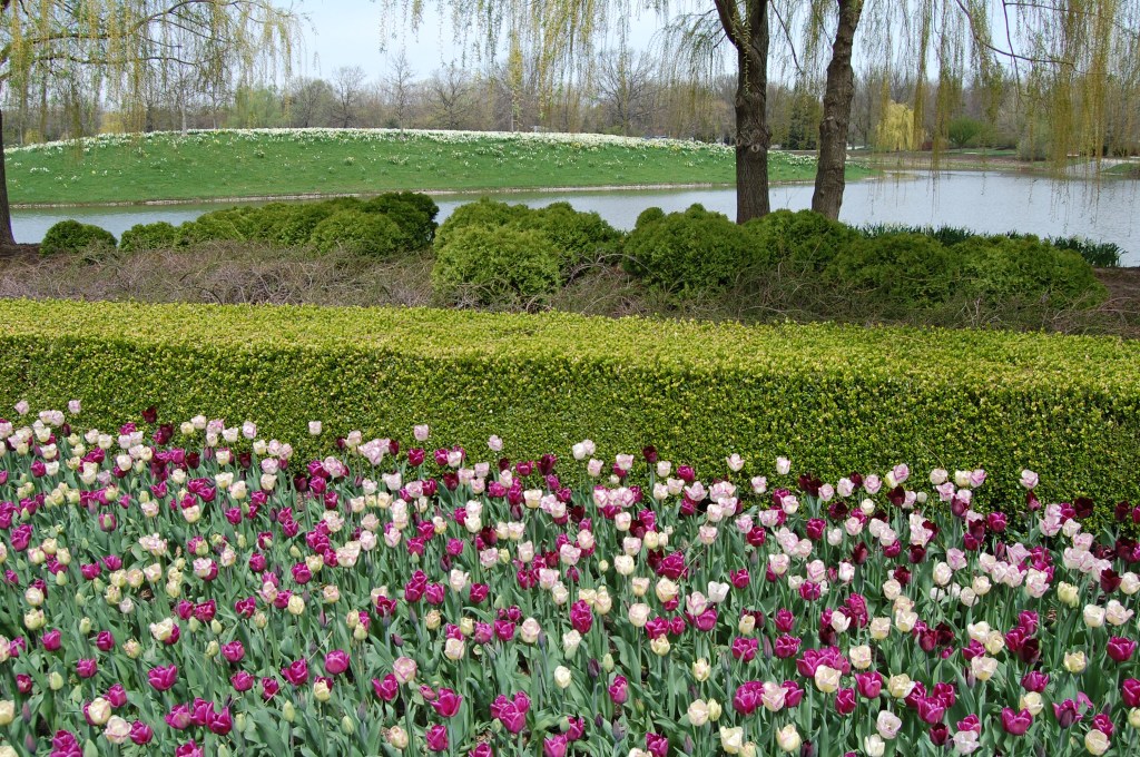 Tulips