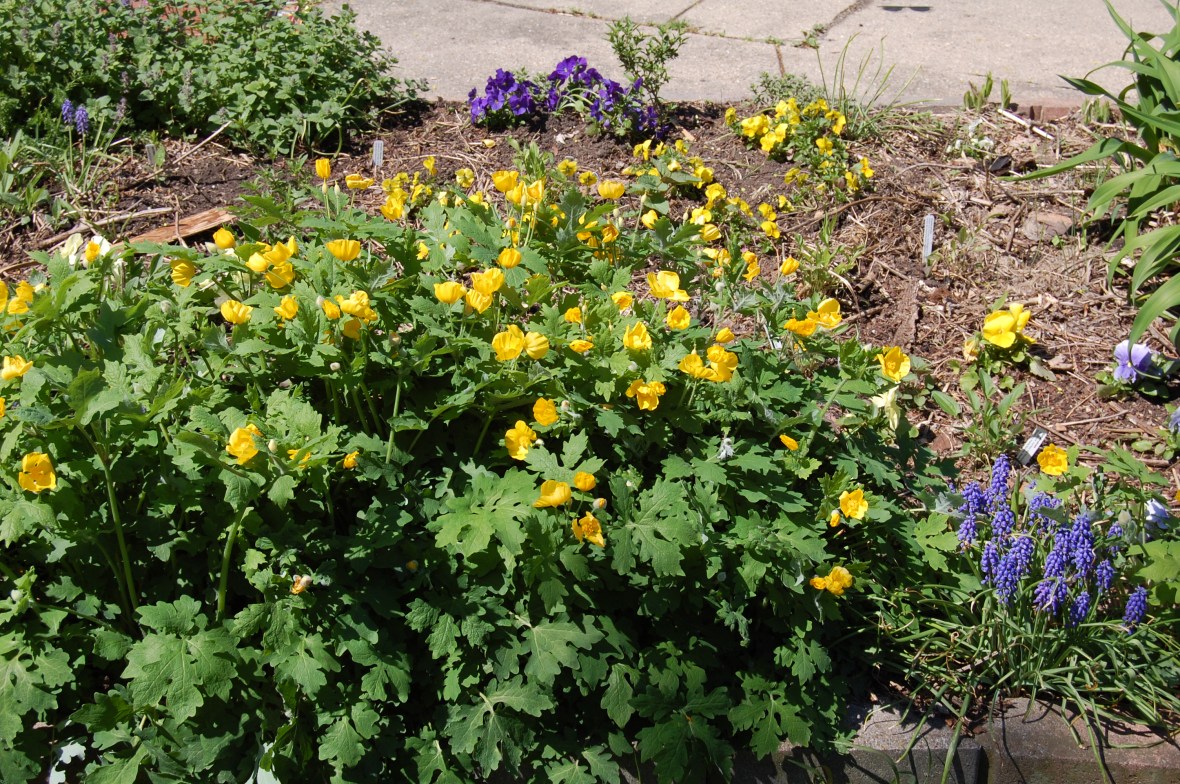 Celandine Poppies