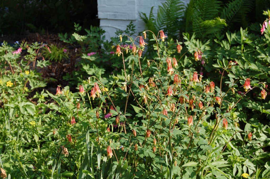 Columbine, Aquilegia canadensis