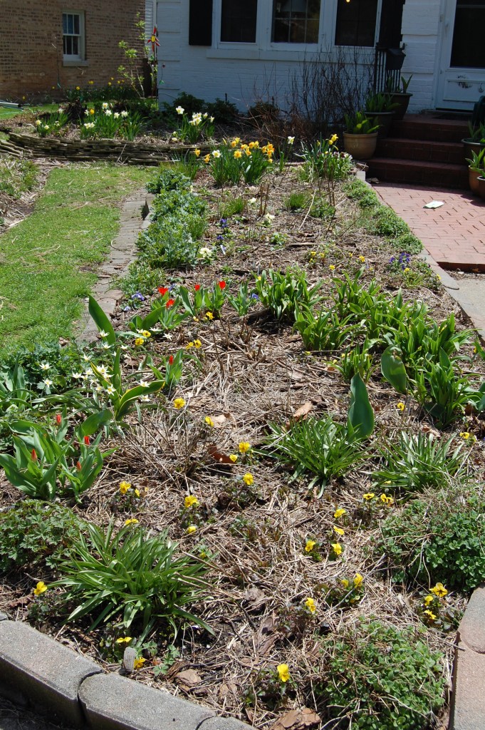 Front Yard Garden