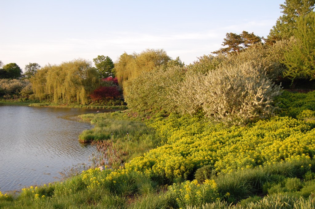Chicago Botanic Garden, Euphorbia, Evening Island