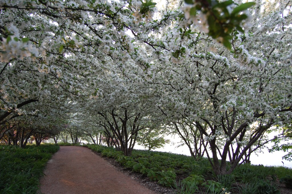 Chicago Botanic Garden, crabapple blossom