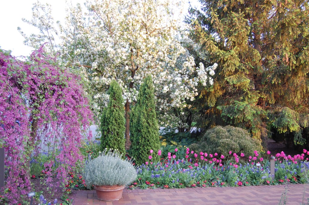 Weeping Redbud, Crabapple in bloom