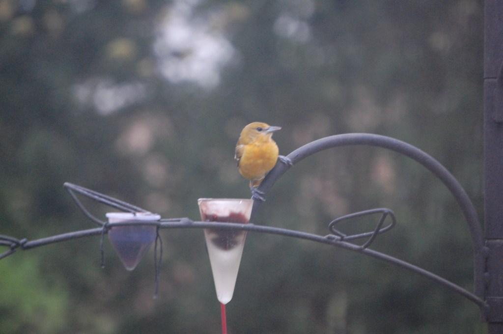 Female Baltimore Oriole