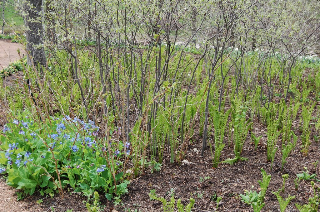 Ferns Chicago Botanic Garden
