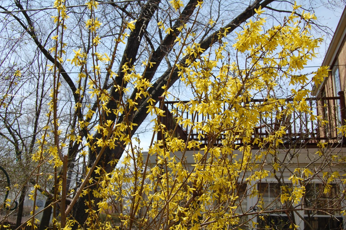 Forsythia