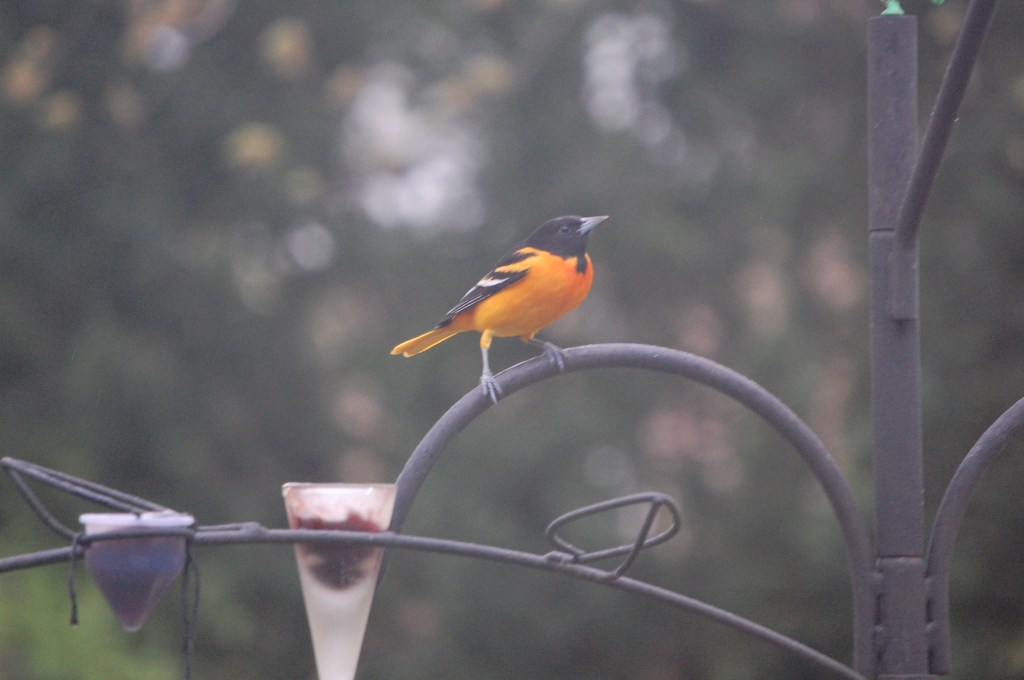 Male Baltimore Oriole