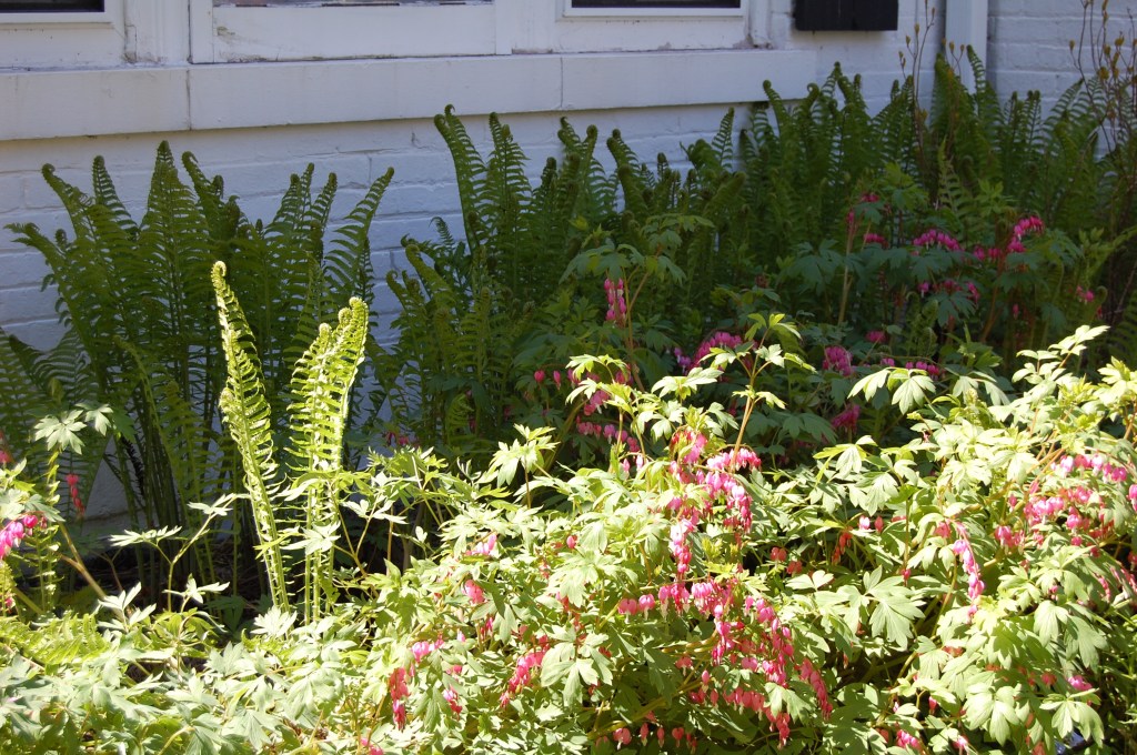 Ostrich Ferns with Bleeding Heart