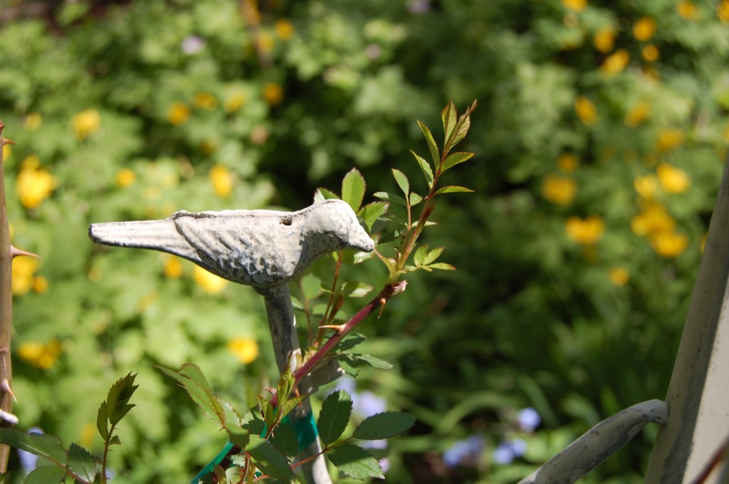 'Darlow's Enigma' foliage