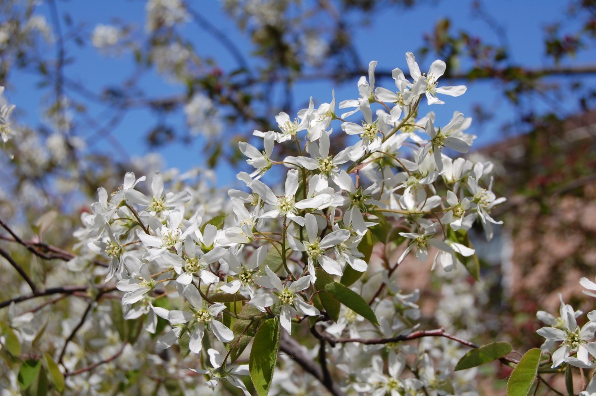 Serviceberry 'Autumn Brilliance'