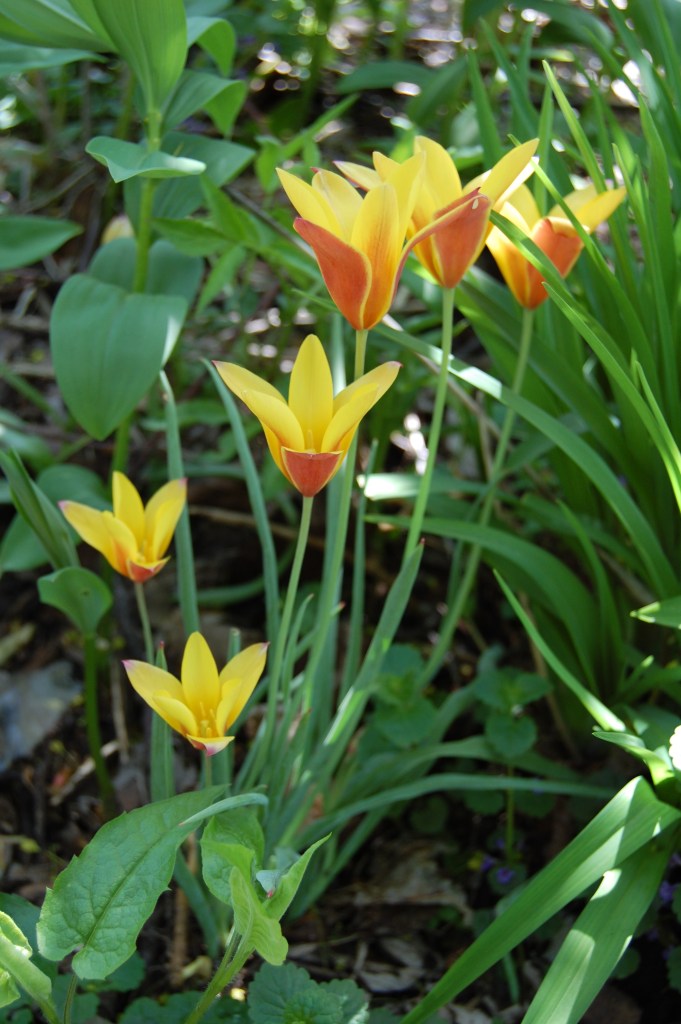 Tulip 'Cynthia'