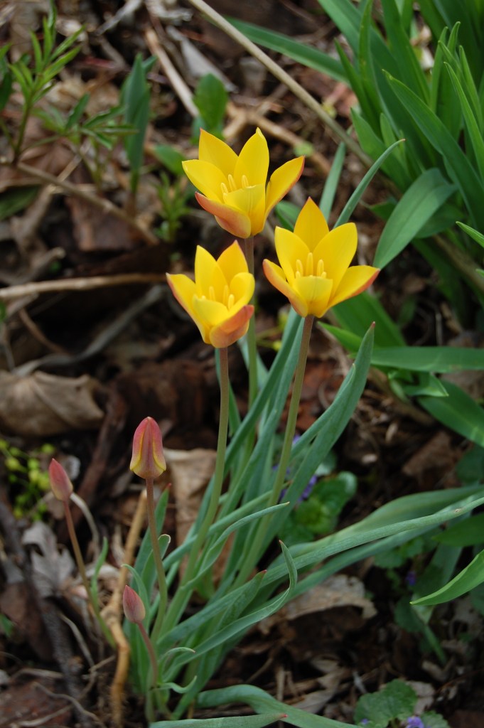 Tulipa clusiana 'Cynthia'