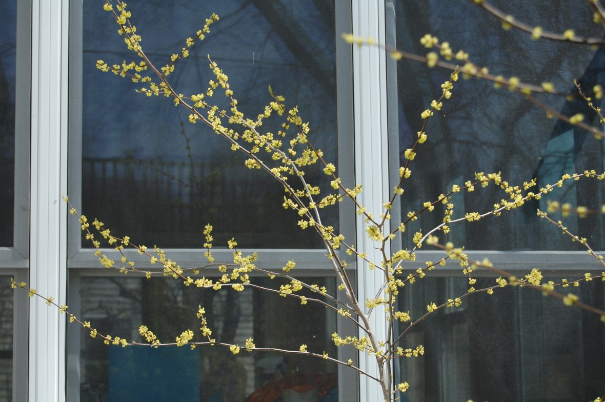 Spicebush