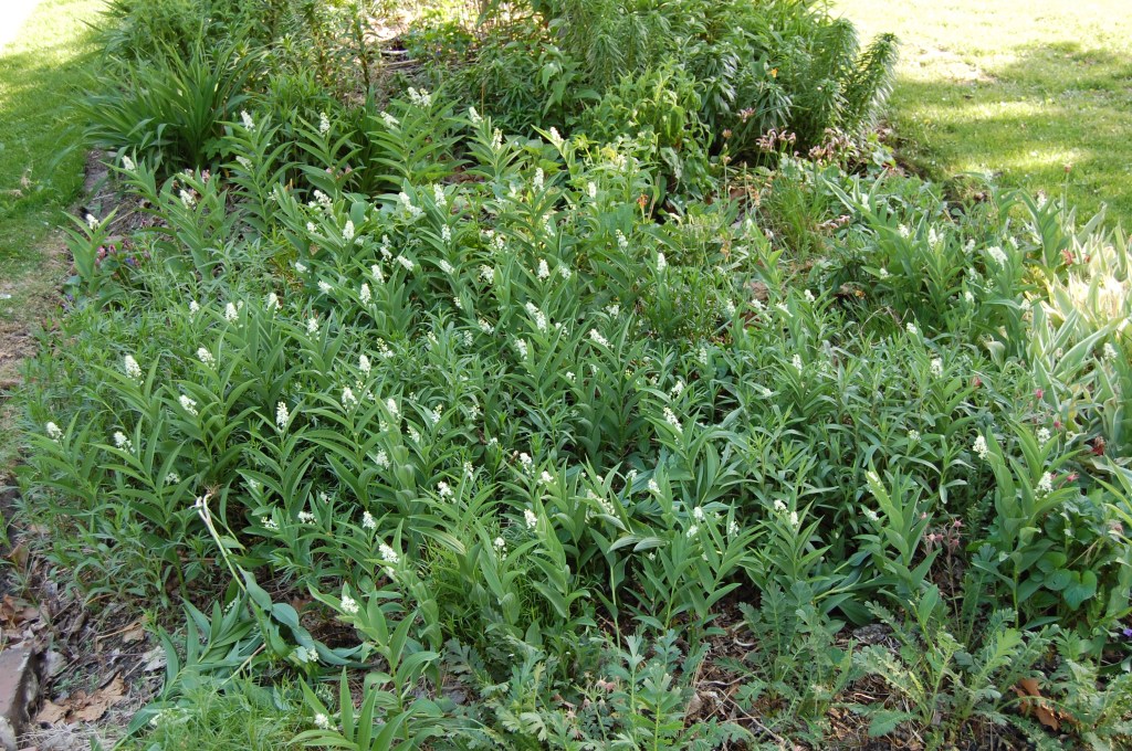 Starry False Solomon's Plume
