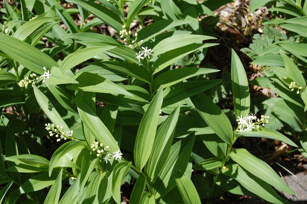 Starry Solomon's Plume