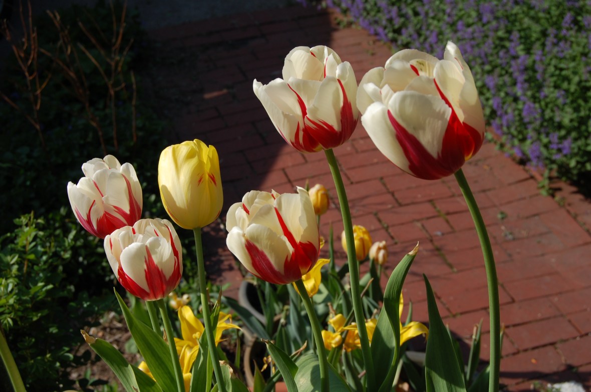 Tulip 'World Expression'