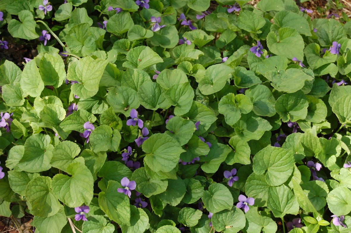 Common Violets