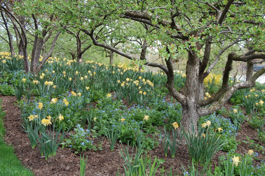 woodland garden 2 cbg may 4 20