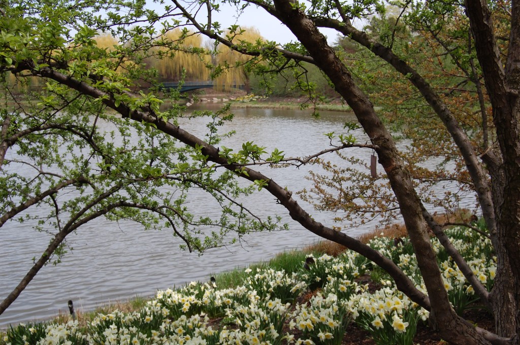 Evening Island, Chicago Botanic Garden