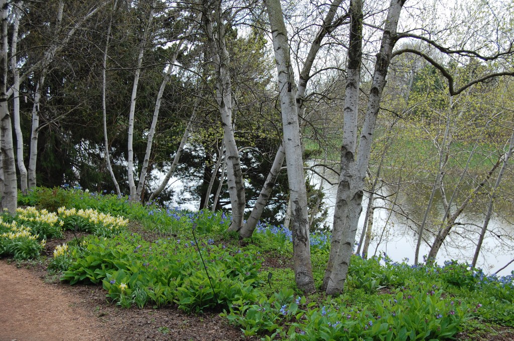woodland garden cbg may 4 2013