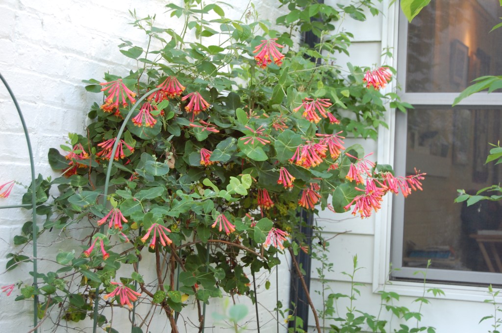 Trumpet Honeysuckle
