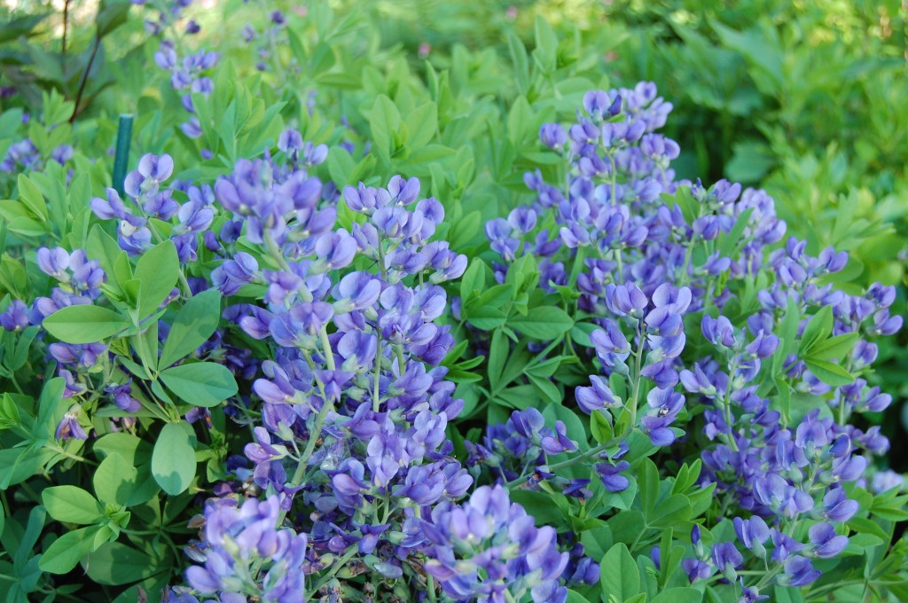 Blue False Indigo